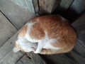 Sleeping yellow white cat in the morning