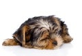 Sleeping Yorkshire Terrier puppy. on white background Royalty Free Stock Photo