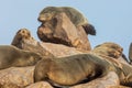 Sleeping young baby Cape fur seal, Arctocephalus pusillus, on rocks in soft warm light. Cape cross, Namibia Royalty Free Stock Photo