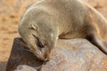 Sleeping young baby Cape fur seal, Arctocephalus pusillus, on rocks in warm light Cape cross, Skeleton Coast, Namibia Royalty Free Stock Photo