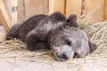 Sleeping young brown bear.