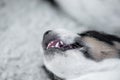 Sleeping young Jack Russell Terrier puppy  dog 5,5 weeks old Royalty Free Stock Photo