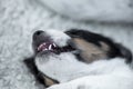 sleeping young Jack Russell Terrier puppy dog 5,5 weeks old Royalty Free Stock Photo