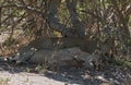 Sleeping young lion at the roadside in Chobe National Park, Botswana Royalty Free Stock Photo