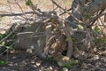 Sleeping young lion at the roadside in Chobe National Park, Botswana Royalty Free Stock Photo