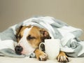 Sleeping young pitbull dog in bed covered in throw blanket with steaming cup of hot tea or coffee