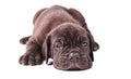 Sleeping young puppie italian mastiff cane corso (1 month) lying