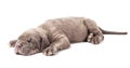 Sleeping young puppie italian mastiff cane corso (1 month) Royalty Free Stock Photo