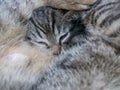 Sleeping young tiger cat Royalty Free Stock Photo