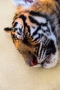 Sleeping young tiger Royalty Free Stock Photo