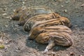 Young wild boars sleep in a row Royalty Free Stock Photo