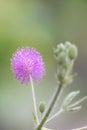 Sensitive plant touch-me-not, Mimosa pudica, pink flower Royalty Free Stock Photo