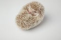 Sleepy african dwarf hedgehog resting on its back