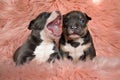 Sleepy American bully cubs yawning and looking forward