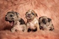 Sleepy American Bully puppies yawning