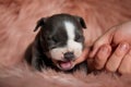 Sleepy American Bully puppy yawning with its mouth wide