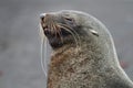 Sleepy Antarctic fur seal, Antarctica Royalty Free Stock Photo