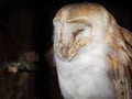 Sleepy Barn Owl