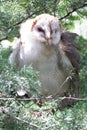 Ruffled Barn Owl