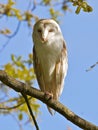 A sleepy Barn Owl.