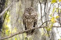 Sleepy Barred Owl perched on branch along Okefenokee Swamp Boardwalk Trail, Georgia USA Royalty Free Stock Photo