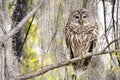 Sleepy Barred Owl perched on branch along Okefenokee Swamp Boardwalk Trail, Georgia USA