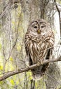 Sleepy Barred Owl perched on branch along Okefenokee Swamp Boardwalk Trail, Georgia USA Royalty Free Stock Photo