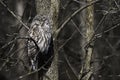 Sleepy Barred Owl, Strix varia, perched in a tree Royalty Free Stock Photo