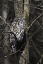 Sleepy Barred Owl, Strix varia, in a tree Royalty Free Stock Photo