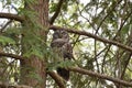 Sleepy Barred Owl in a Tree Royalty Free Stock Photo