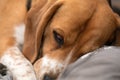 Sleepy beagle dog having a nap indoors Royalty Free Stock Photo