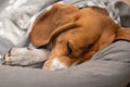 Sleepy beagle dog having a nap indoors Royalty Free Stock Photo
