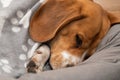 Sleepy beagle dog having a nap indoors Royalty Free Stock Photo