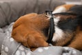 Sleepy beagle dog having a nap indoors Royalty Free Stock Photo