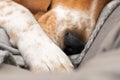 Sleepy beagle dog having a nap indoors Royalty Free Stock Photo