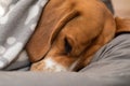 Sleepy beagle dog having a nap indoors Royalty Free Stock Photo