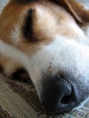 Sleepy Beagle Nose Royalty Free Stock Photo