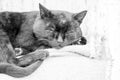 Sleepy, beautiful, black tomcat Royalty Free Stock Photo