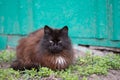sleepy beautiful fluffy black cat with a white spot on his chest is resting on the green grass Royalty Free Stock Photo