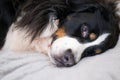 Sleepy Bernese Mountain dog is lying on beige plush plaid. time for sleeping. Comfortable and lovely home. Family time spending Royalty Free Stock Photo