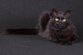 Sleepy black cat lying down facing the camera on a dark background. Royalty Free Stock Photo