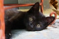 The sleepy black kitten Royalty Free Stock Photo