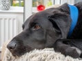 Sleepy black labrador dog