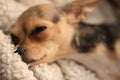 A multicolor chihuahua 1253 Royalty Free Stock Photo
