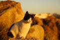 Sleepy black and white cat under the sunset light Royalty Free Stock Photo