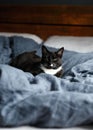 Sleepy black and white fluffy cat with green eyes rests on comfy linen bed