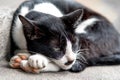 Sleepy black and white kitten is lying on the floor. Royalty Free Stock Photo