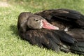 Sleepy Brazilian duck lying on a grass lawn