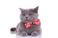 Sleepy British Shorthair cat wearing bowtie