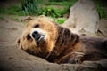 Sleepy Brown Bear Royalty Free Stock Photo